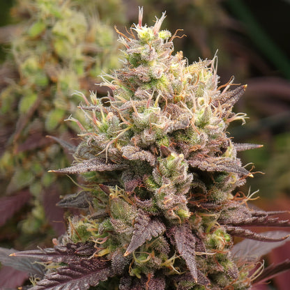 Clones - Select Your Strain