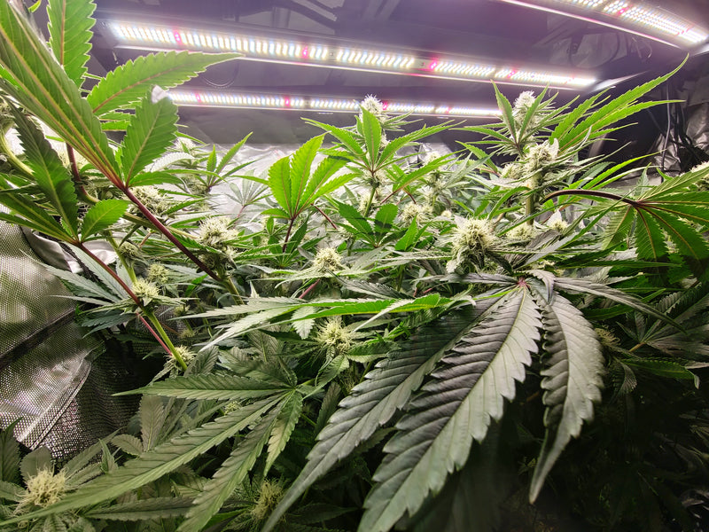 Wedding Cake — 4x4 tent