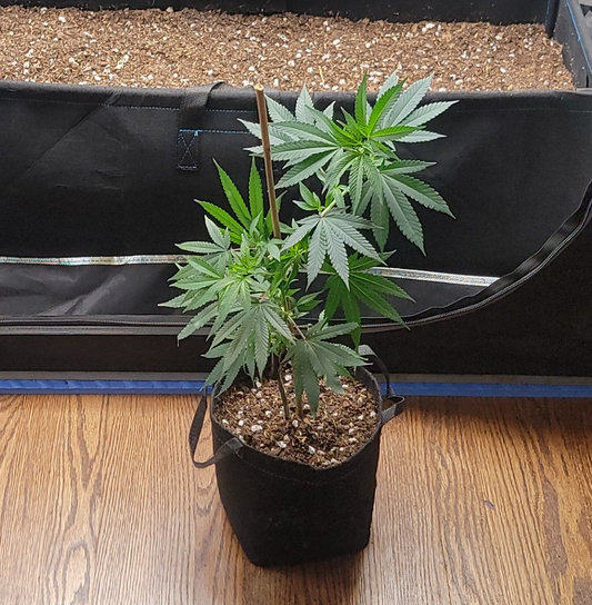 Clones - Select Your Strain