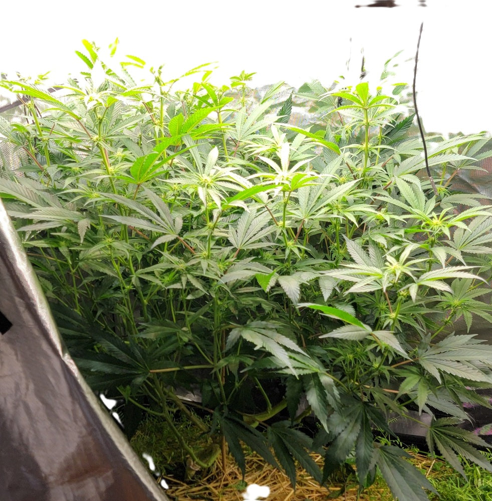 Blue Dream — 2x4 tent
