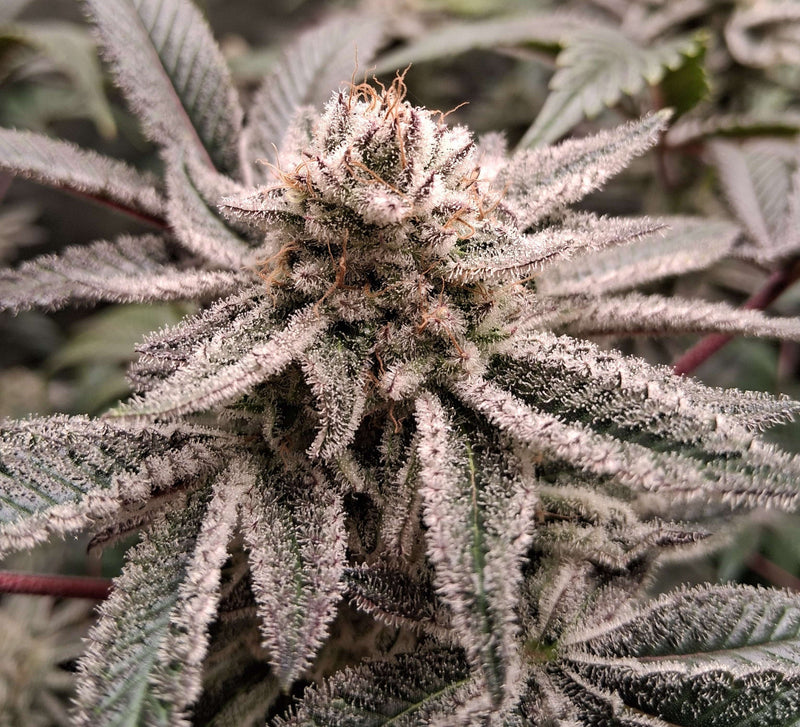 Blue Dream — 4x8 tent