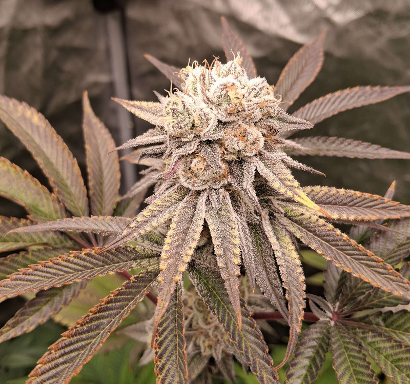 Gorilla Glue — 2x4 tent