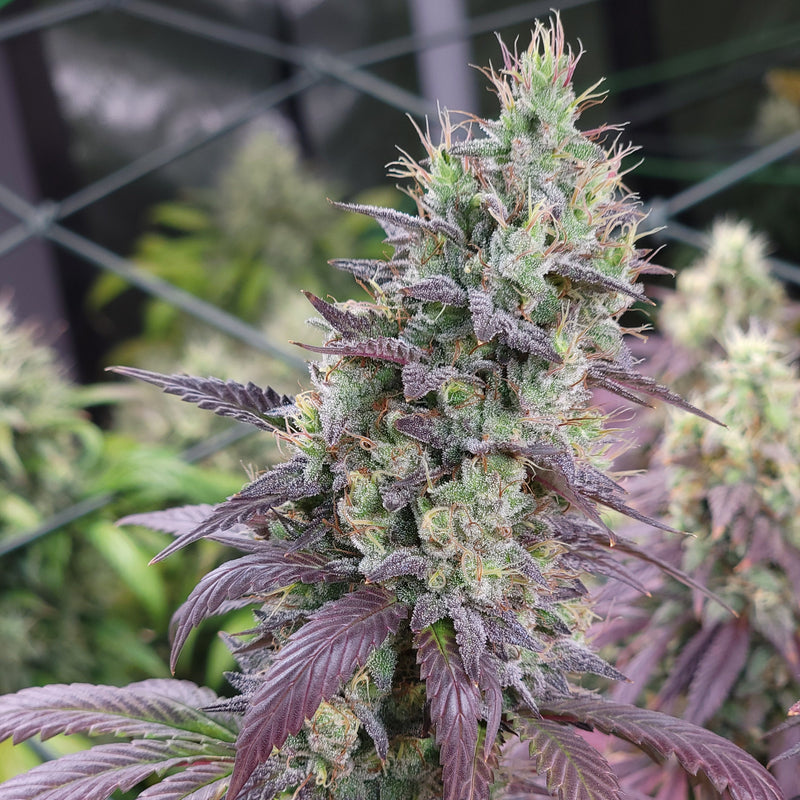 Red Hot Cookies — 4x4 tent
