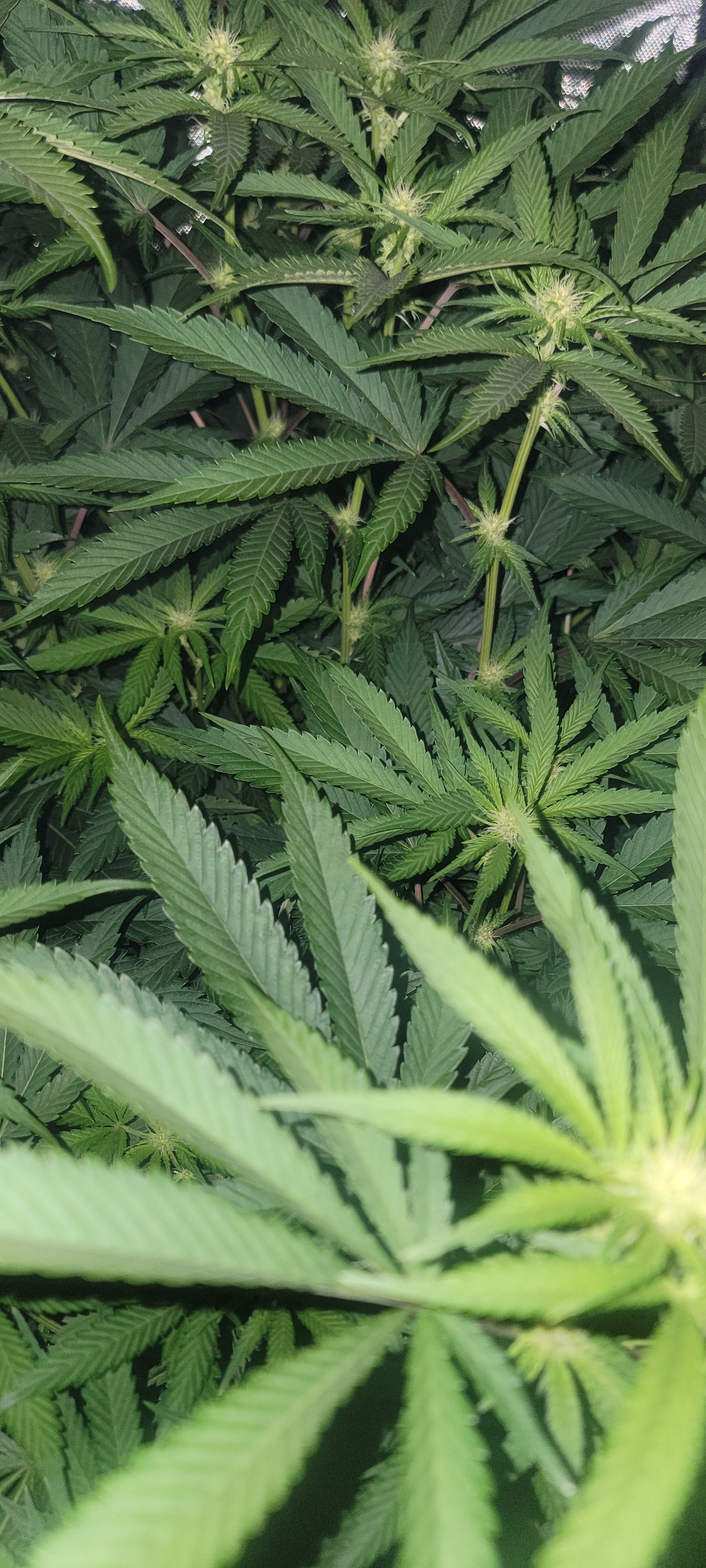 Northern Lights Auto — 2x4 tent