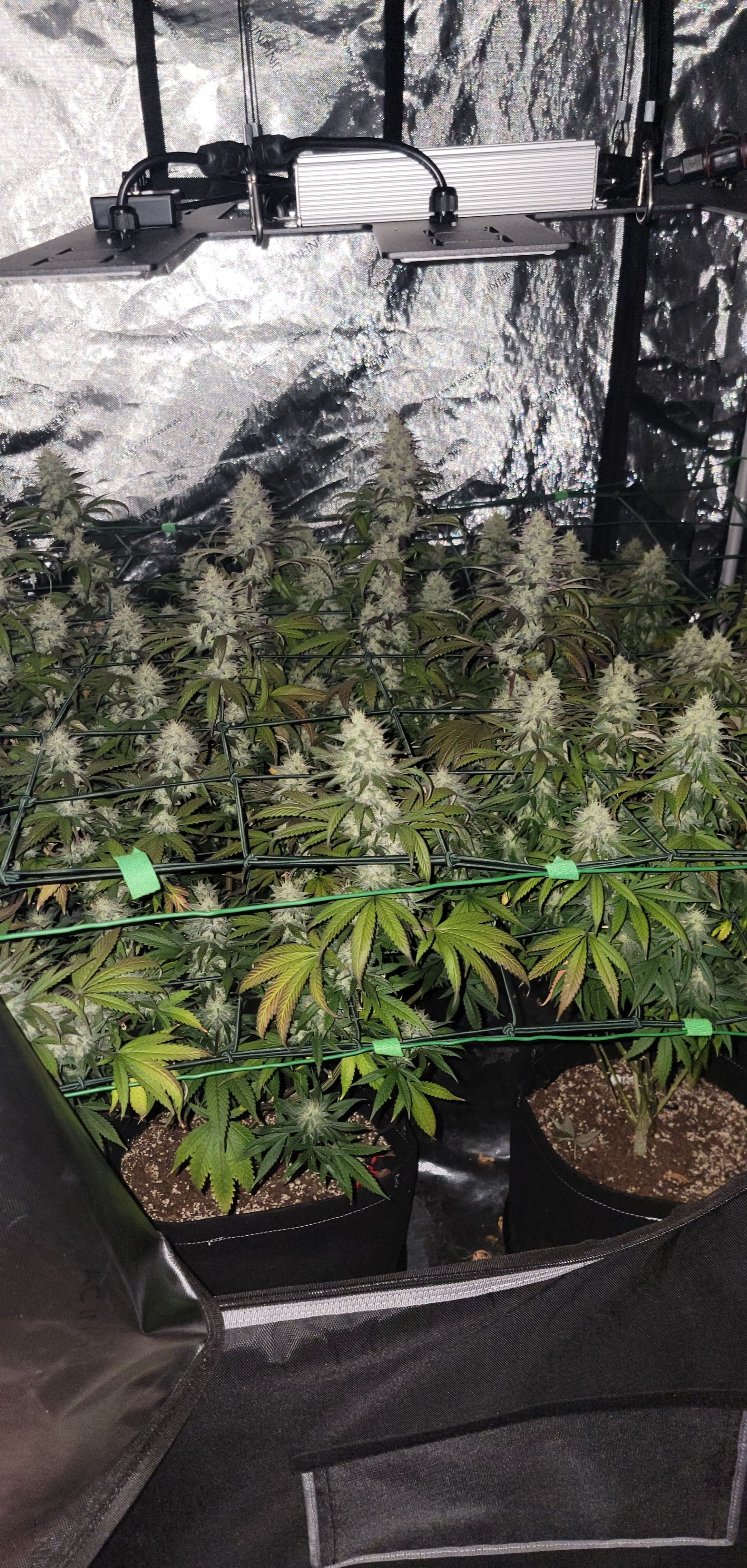 Wedding Cake — 4x4 tent