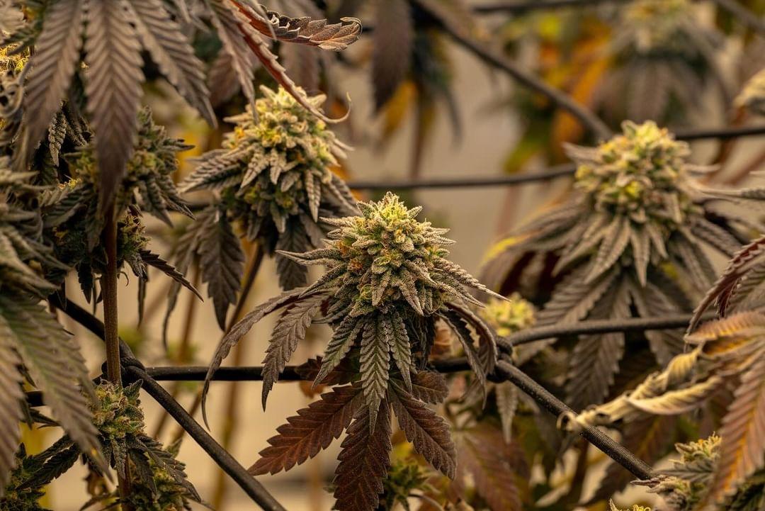 Zkittlez Photoperiod — 4x4 tent