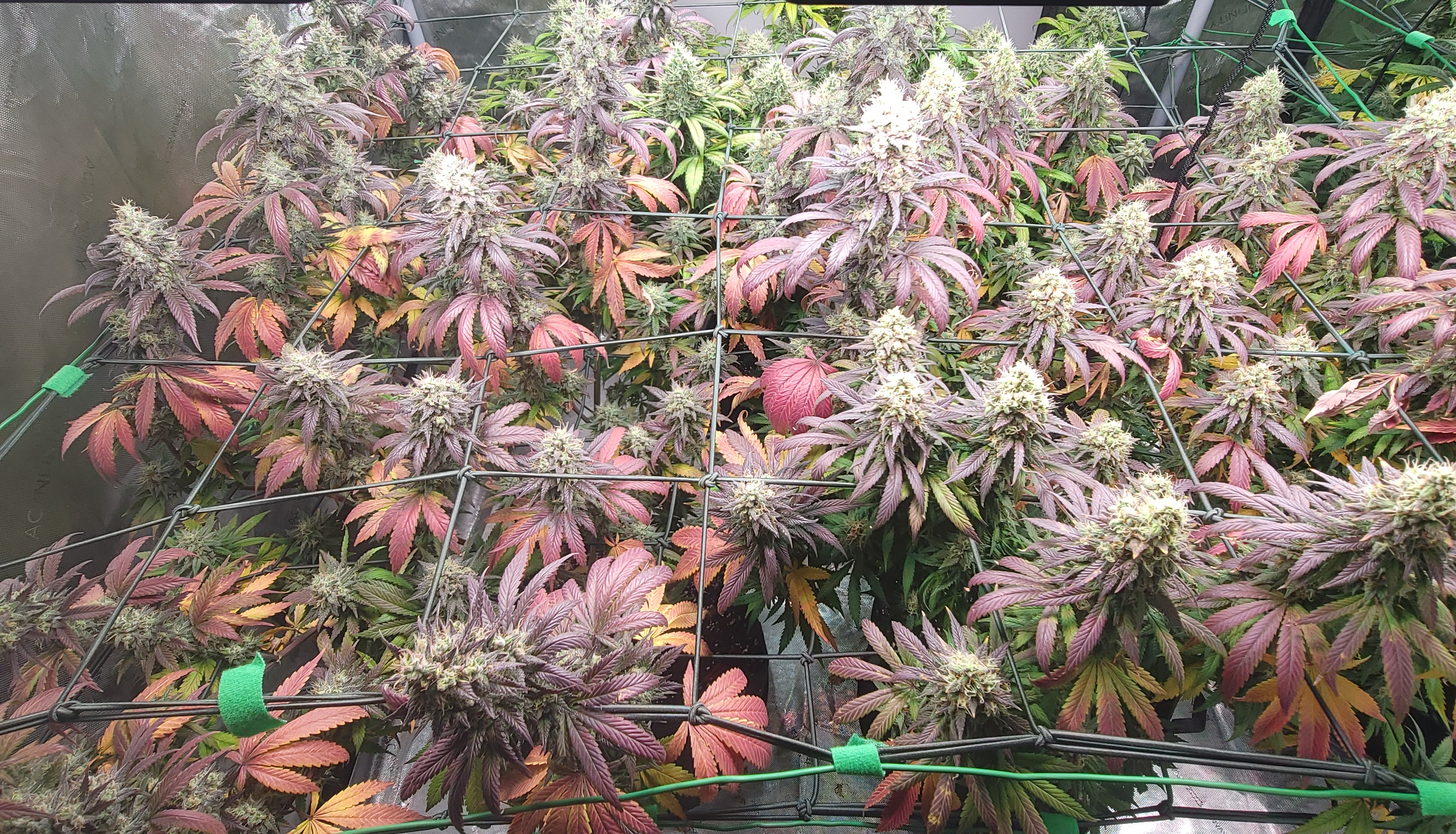 GDP + OG Kush — 4x8 tent