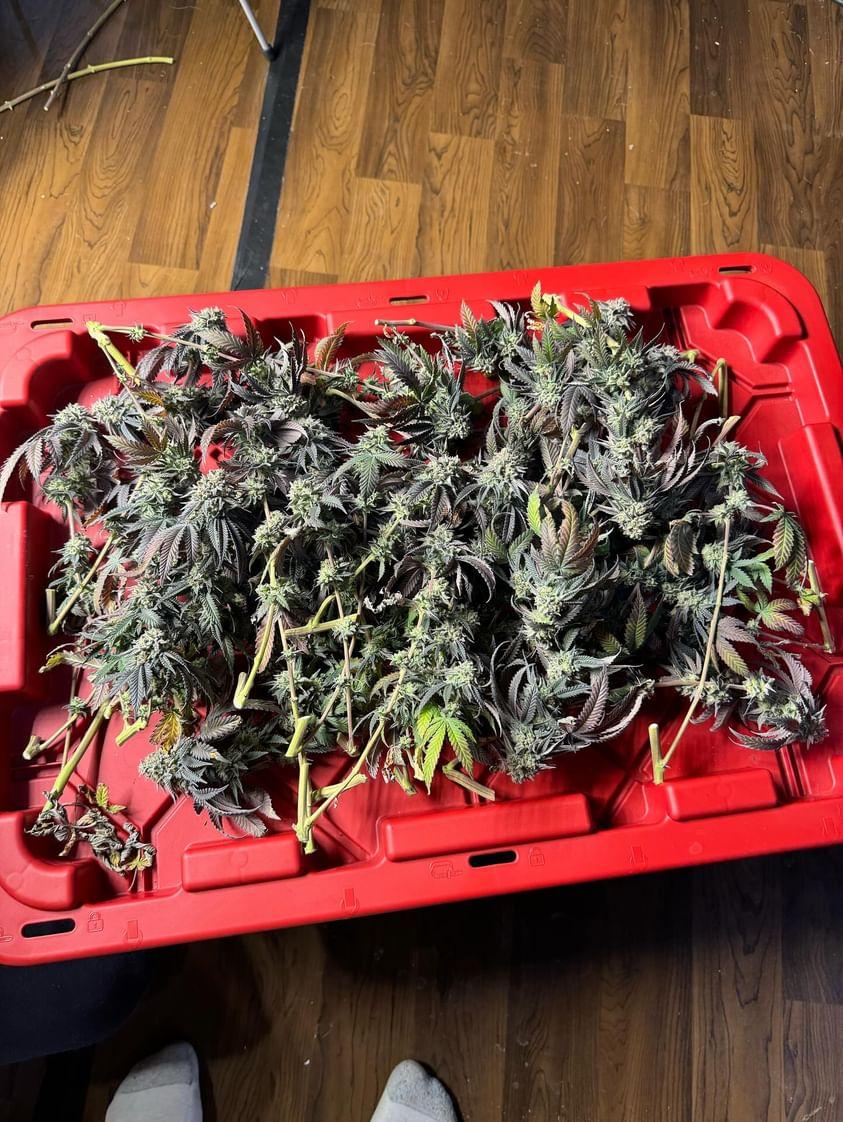 Amnesia Haze Auto — 2x4 tent